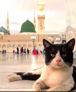 Rüyada Kedi Görmek