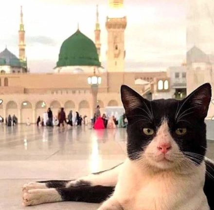 Rüyada Kedi Görmek