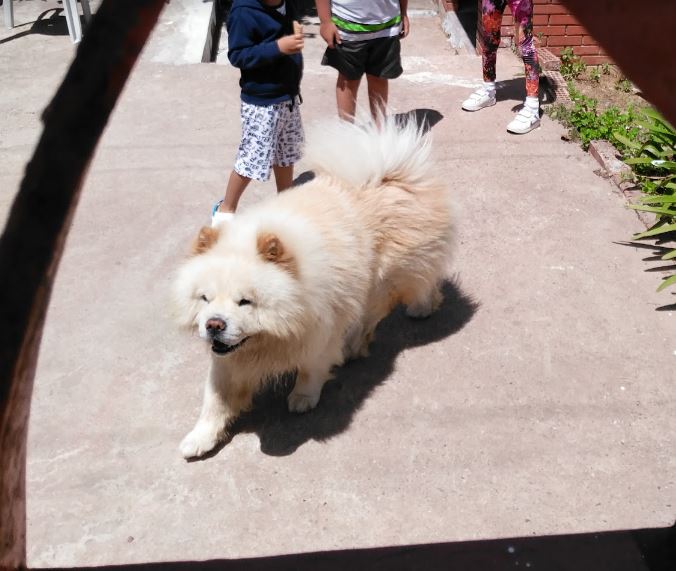 Rüyada Köpek Görmek - Hac Umre Haberleri