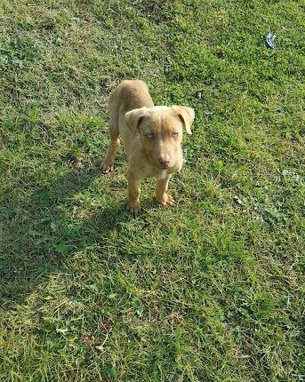 Rüyada Köpek Görmek