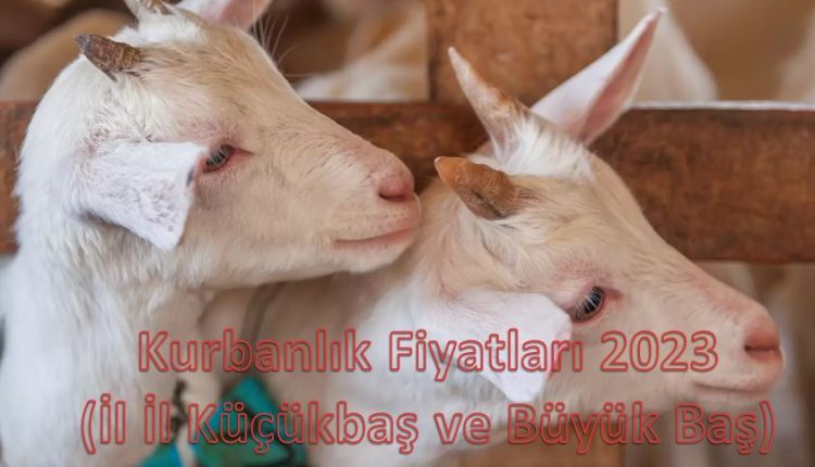 Kurbanlık Fiyatları 2023 (İl İl Küçükbaş ve Büyük Baş)